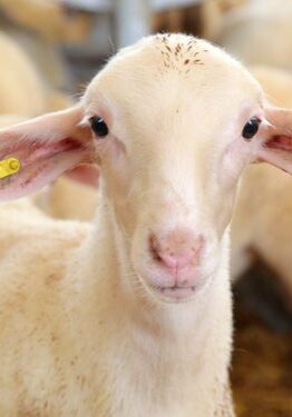 Mayorista de carnes